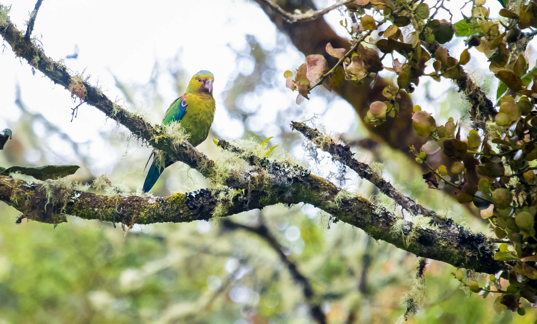 Image of Fuertes's Parrot