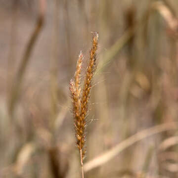 Image of Golden velvet grass