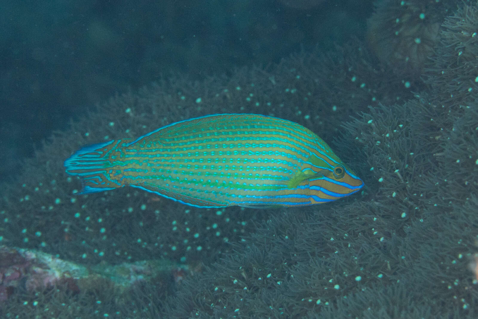 Image of Chain-lined wrasse