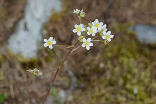 Image of Livelong Saxifrage