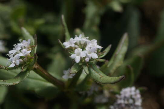 Image of Valerianella echinata (L.) DC.