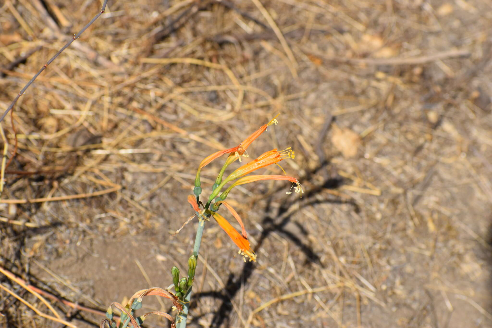 Image of Stenomesson flavum (Ruiz & Pav.) Herb.