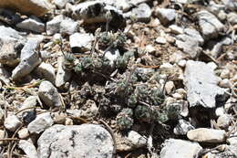 Image of Jaeger's draba