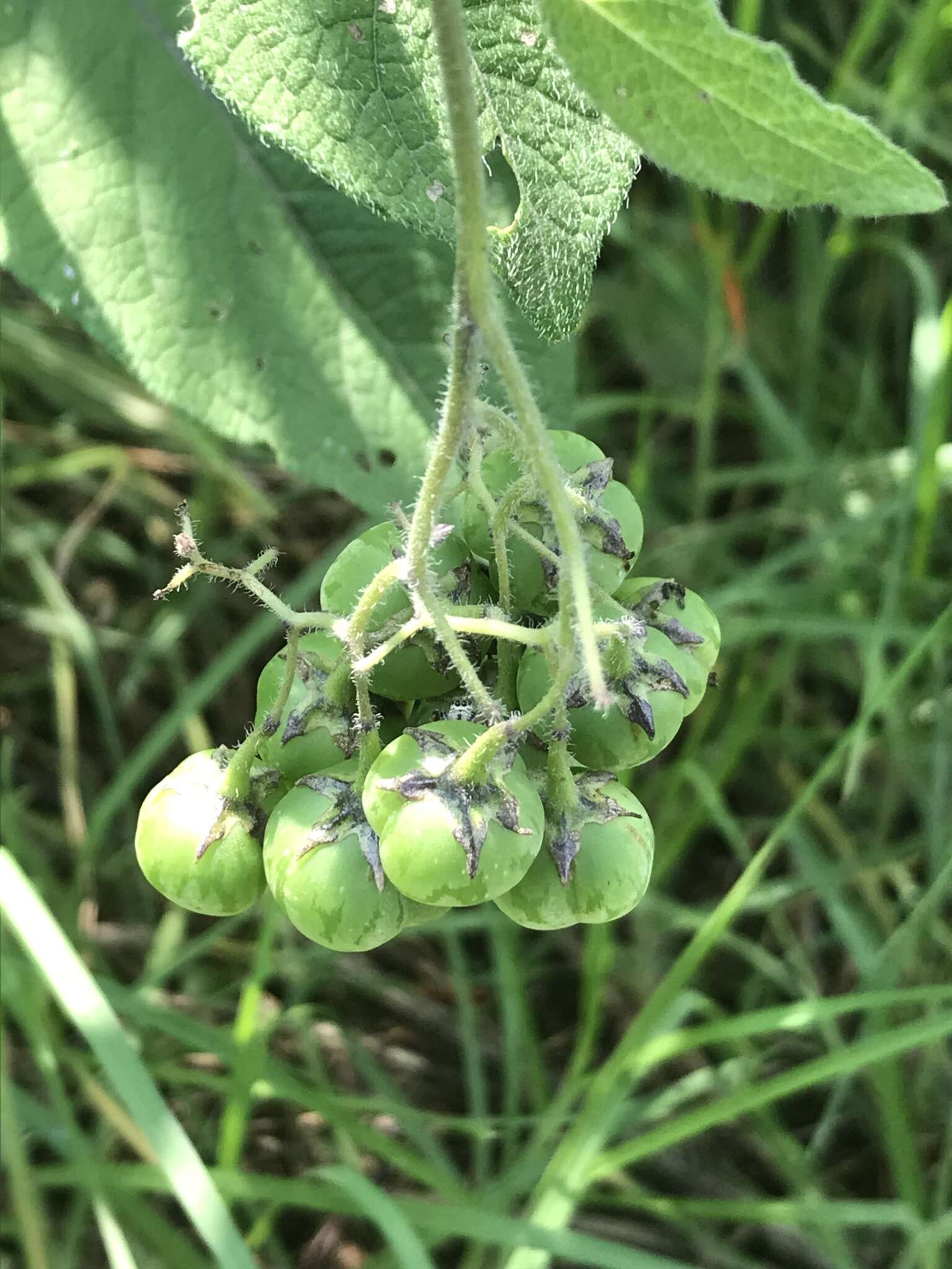 Image of ornamental nightshade