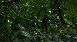 Image of Keel-billed Motmot