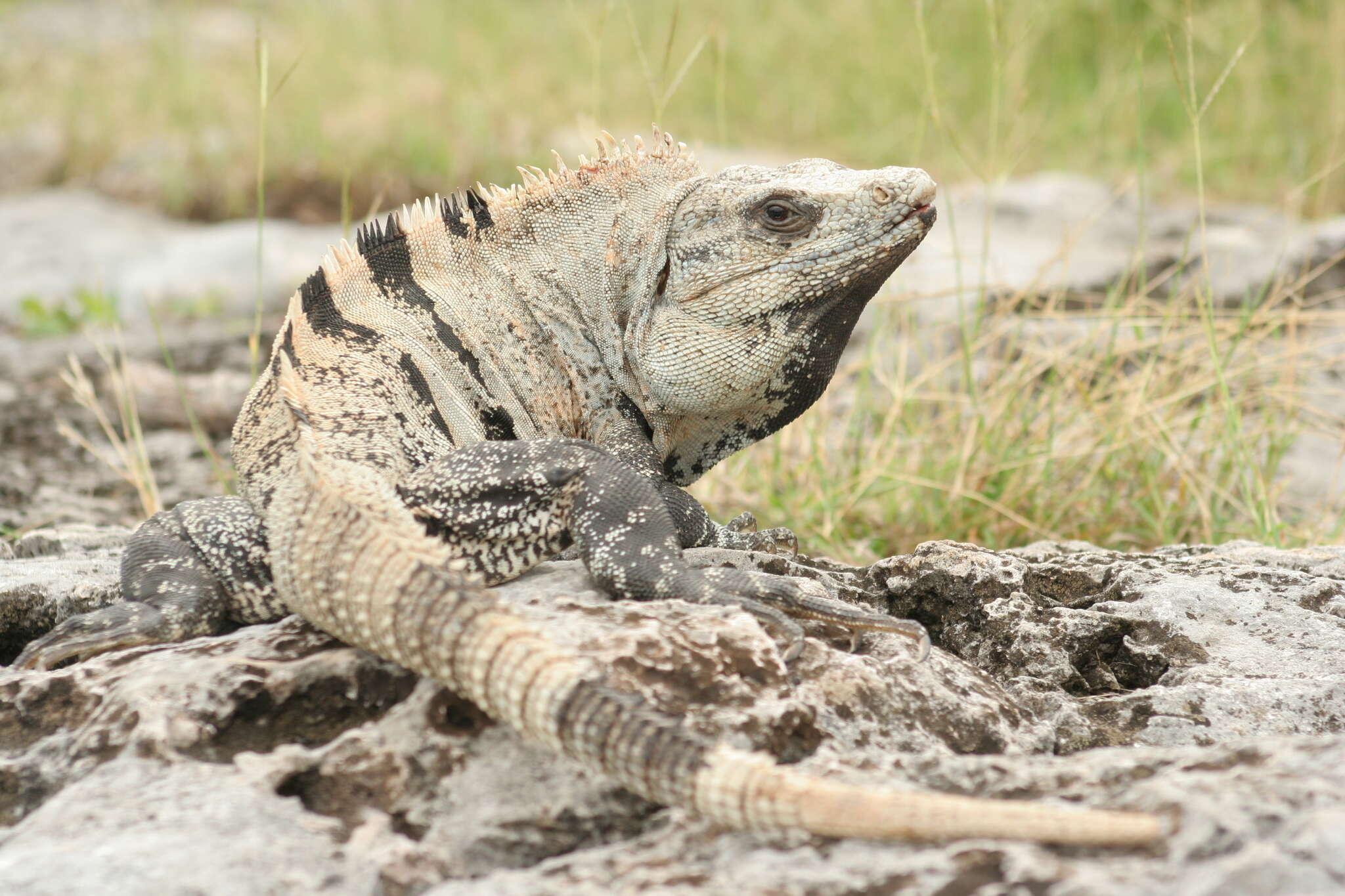 Image of Ctenosaura