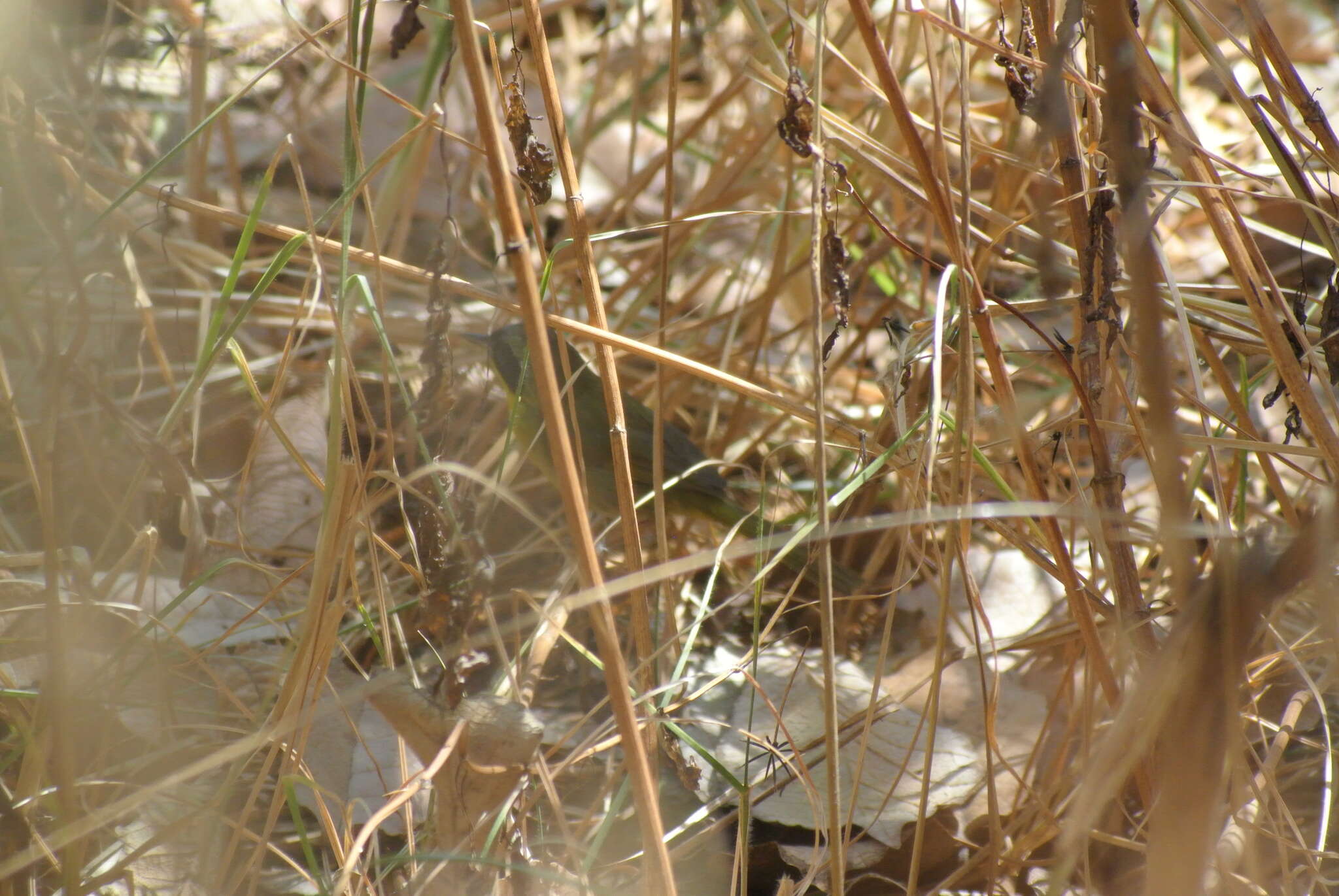 Image of Hooded Yellowthroat