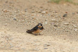 صورة Hirundo rustica rustica Linnaeus 1758