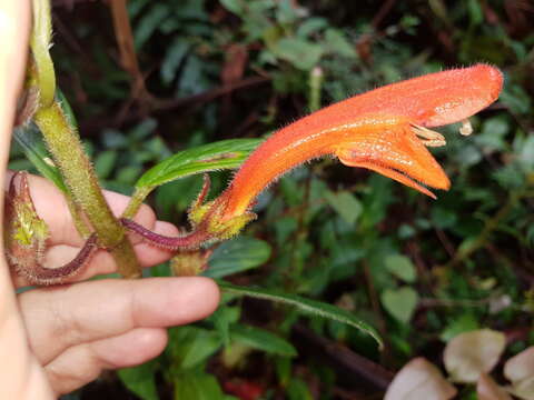 Image of Columnea magnifica Klotzsch ex Oerst.