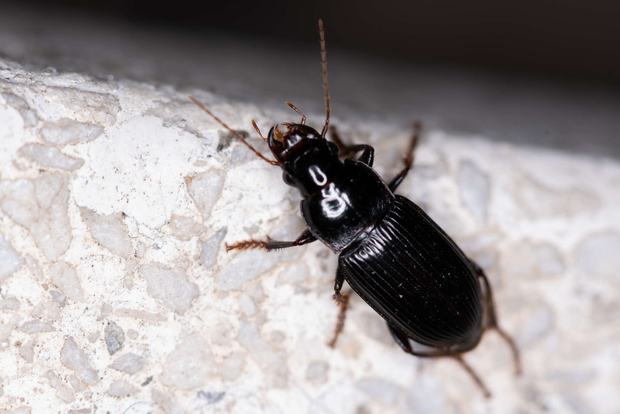 Imagem de Harpalus (Pseudoophonus) calceatus (Duftschmid 1812)