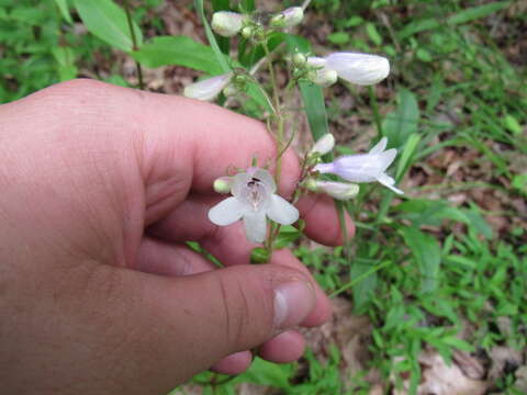 Image of Deam's beardtongue