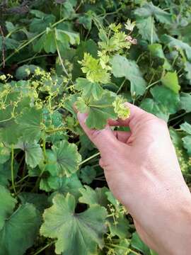 Image of clustered lady's mantle