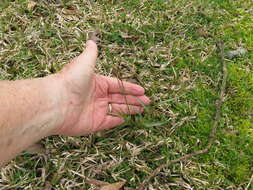 Image of Hedgehog Wood-Rush