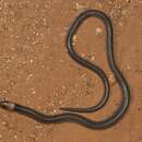 Image of Queensland Legless Lizard