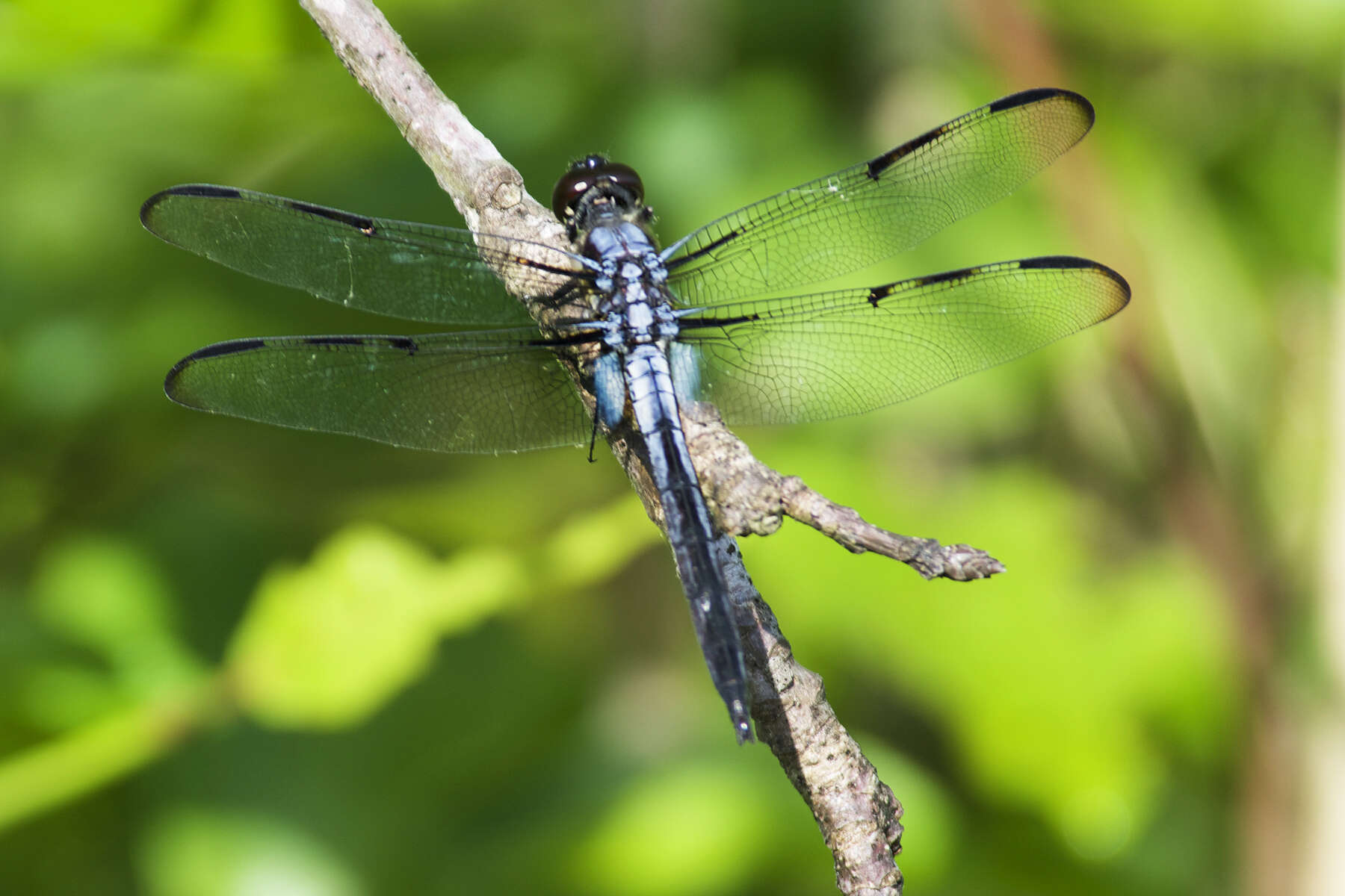 Image of Bar-winged Skimmer