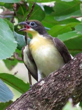 Image of Greater Honeyguide