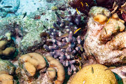 Image of Painted wrasse