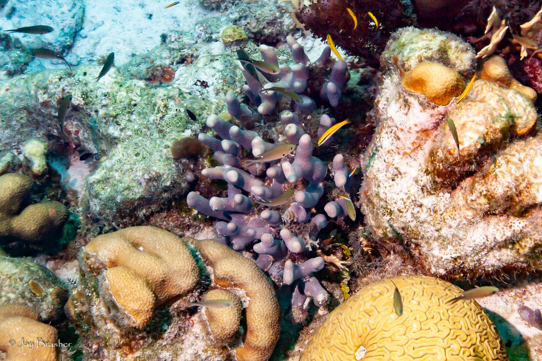 Image of Painted wrasse