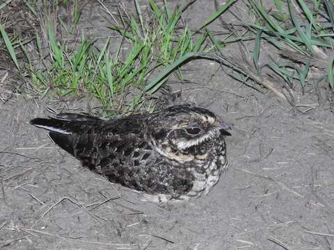 Image of Natal Nightjar