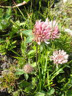 Trifolium pratense var. frigidum Gaudin resmi