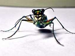 Image of Cicindela (Cosmodela) duponti Dejean 1826