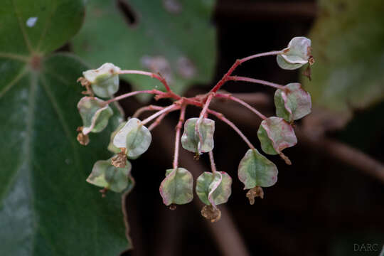 Image of Begonia pinetorum A. DC.