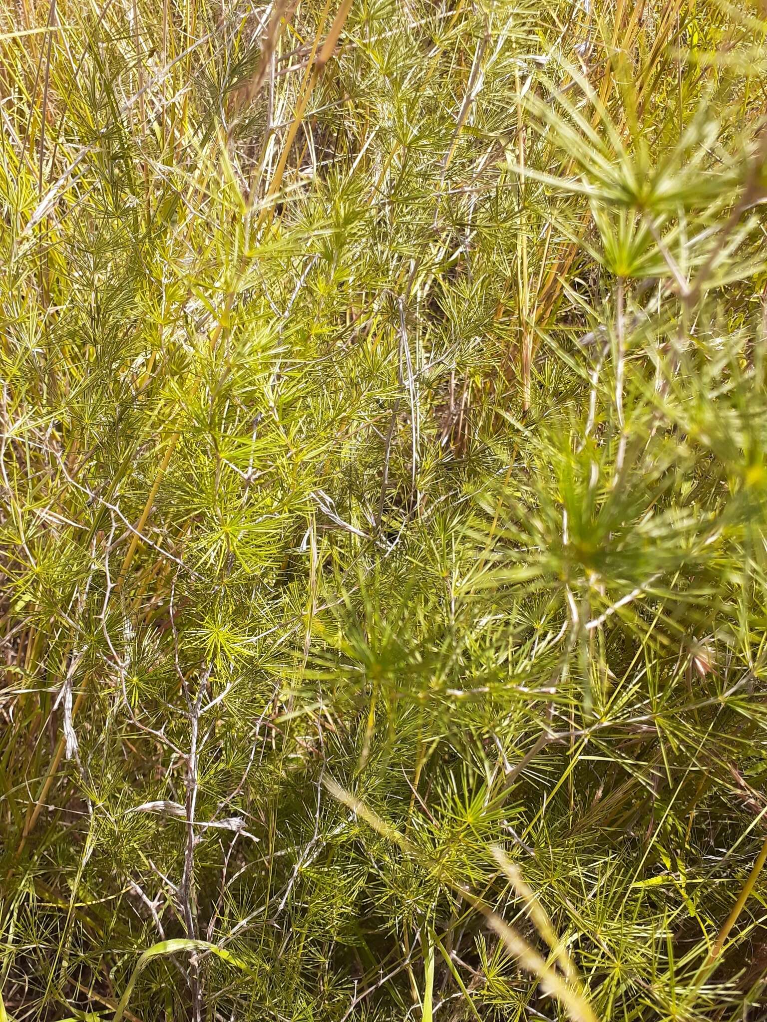 Image of Cluster-leaf asparagus