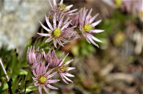 Image of Sempervivum montanum subsp. stiriacum (Wettst. ex Hayek) Hayek