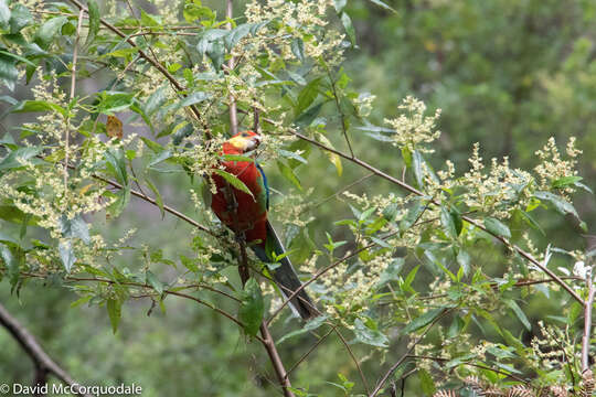 Image of Western Rosella