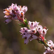 Image of Erica articularis var. articularis