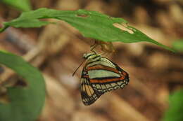 Imagem de Adelpha serpa serpa