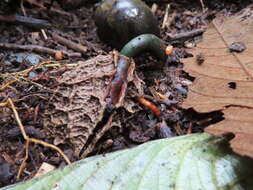 Image of Calatola costaricensis Standl.