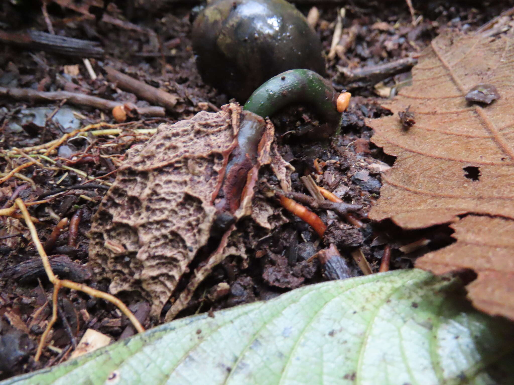 Image of Calatola costaricensis Standl.