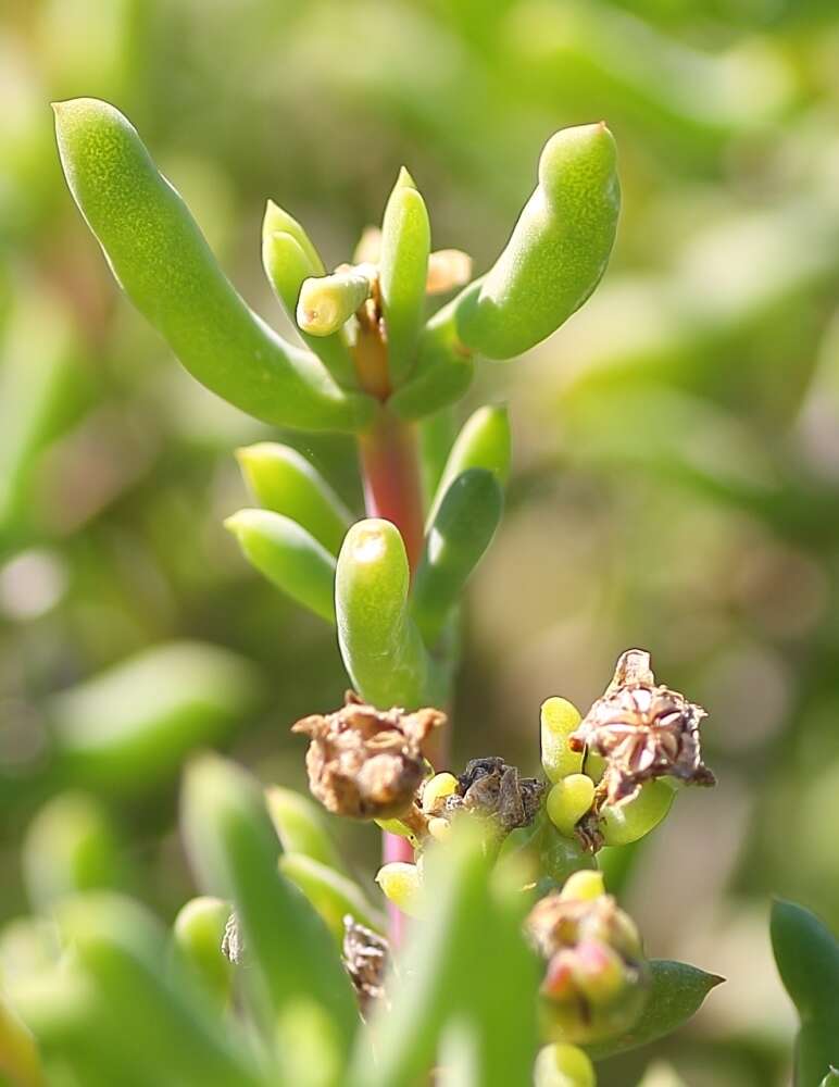 Image of Delosperma subincanum (Haw.) Schwant.