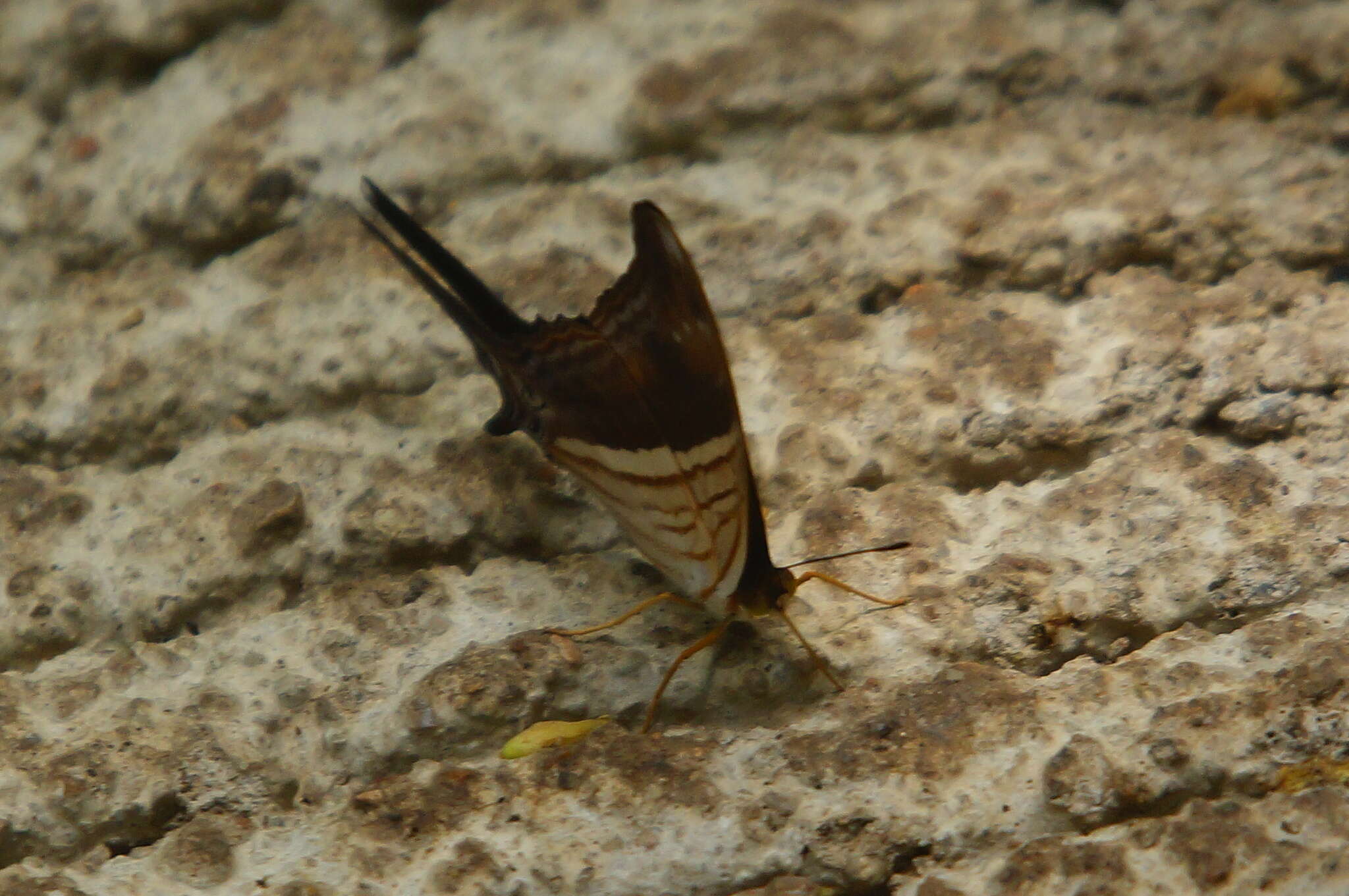 Image of Many-banded Daggerwing