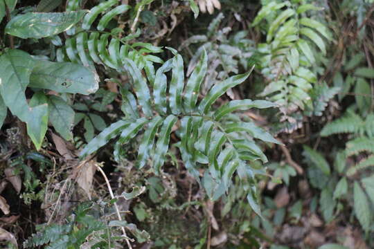 Image of Plagiogyria japonica Nakai