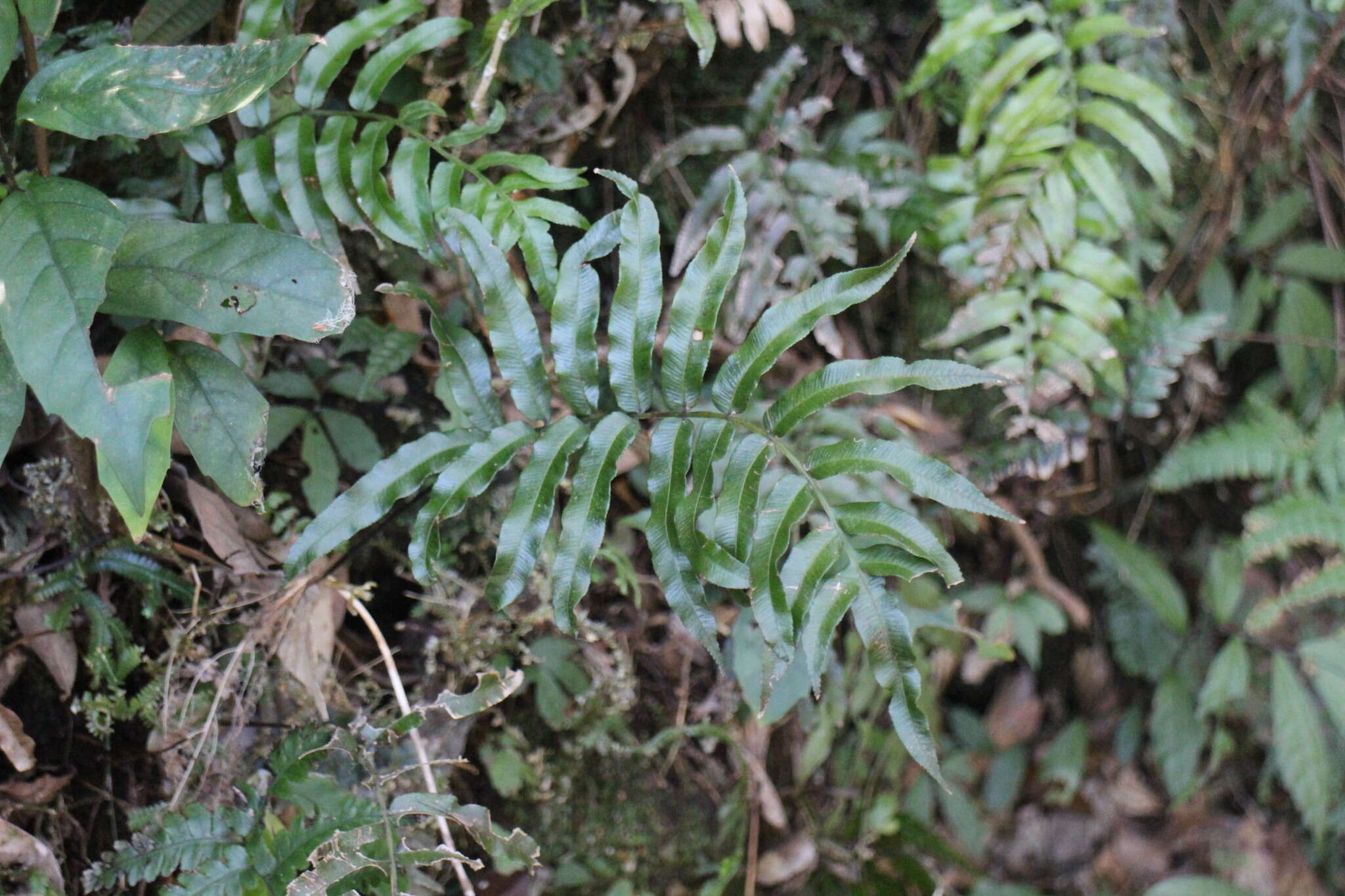 Plancia ëd Plagiogyria japonica Nakai