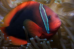 Image of Blackback anemonefish