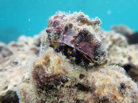 Image of Calcinus morgani Rahayu & Forest 1999