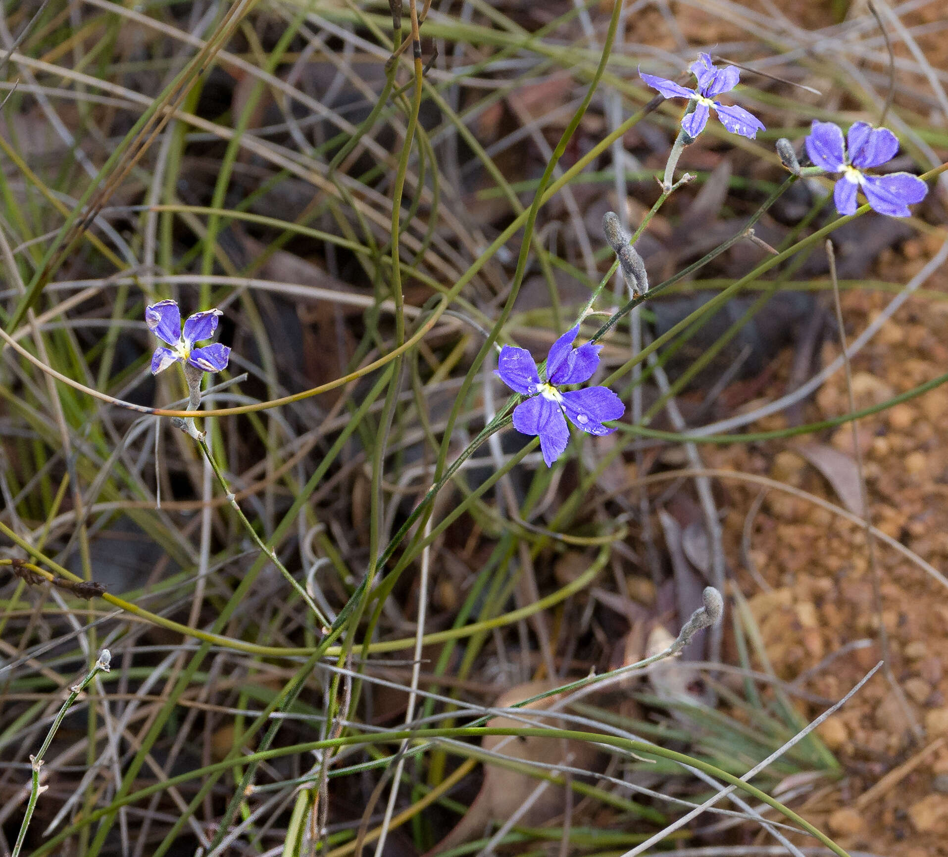 Image of Dampiera sacculata F. Müll. ex Benth.