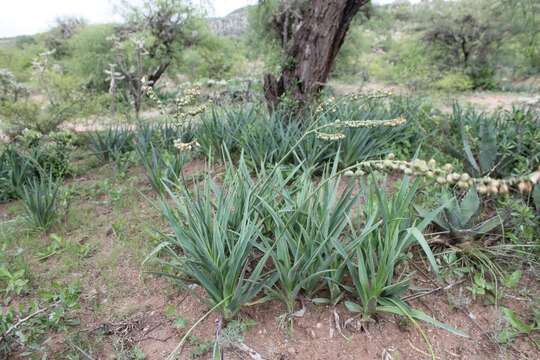 Image of Hemiphylacus latifolius S. Watson