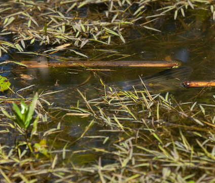 Image of Spotted gar