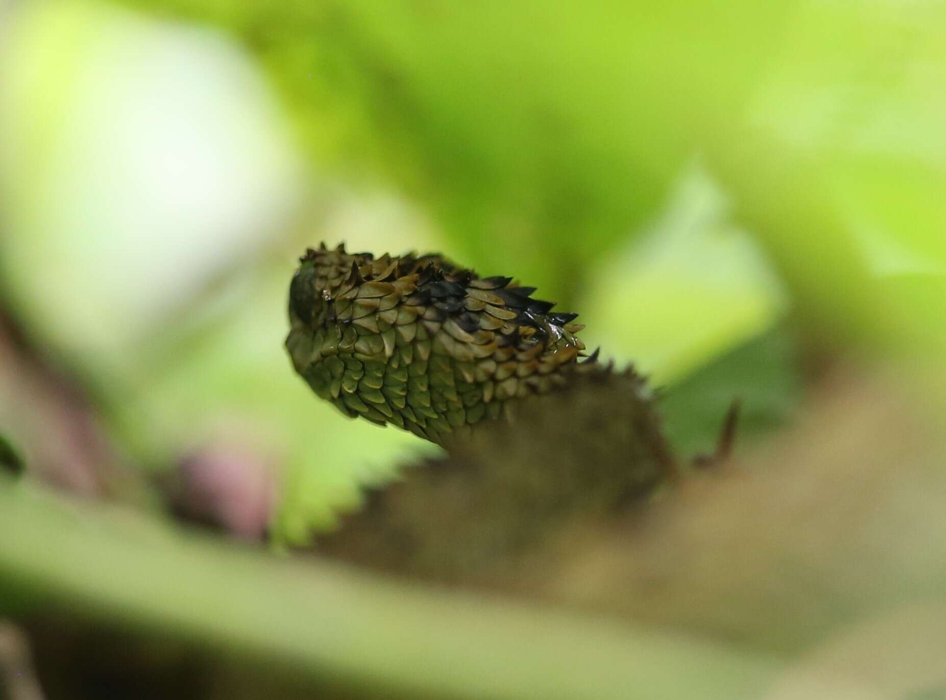 Green Bush Viper - Encyclopedia of Life