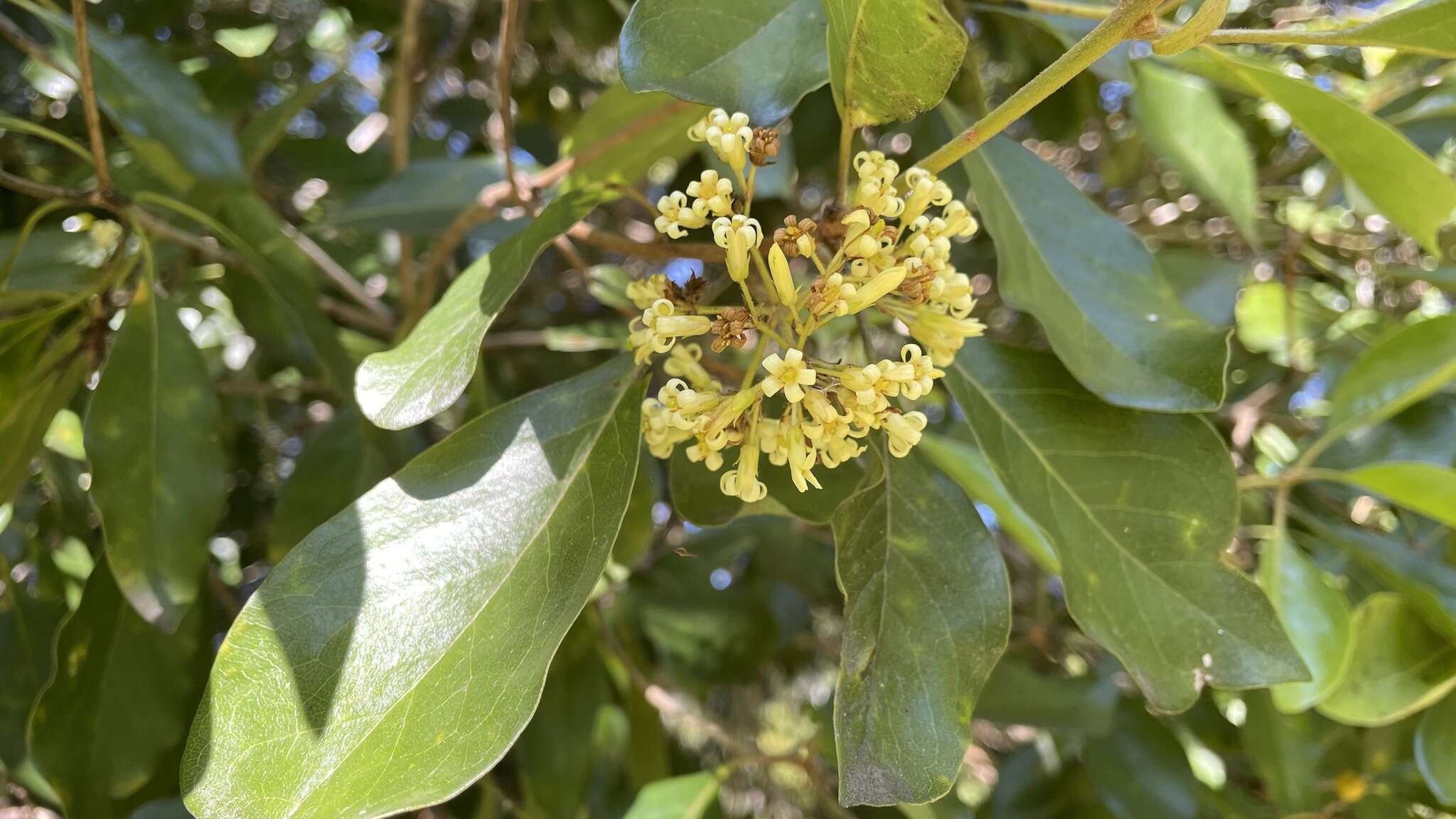 Image of Rusty Pittosporum