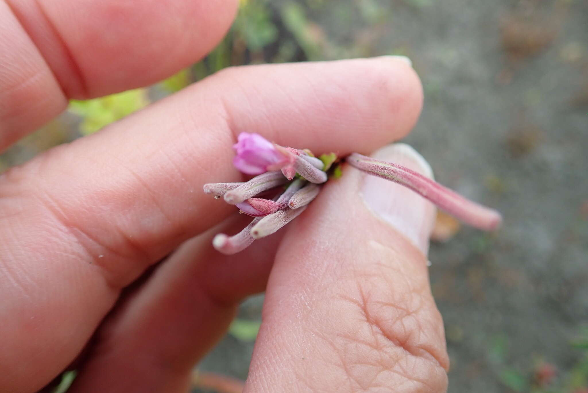 Image of <i>Epilobium billardiereanum</i>