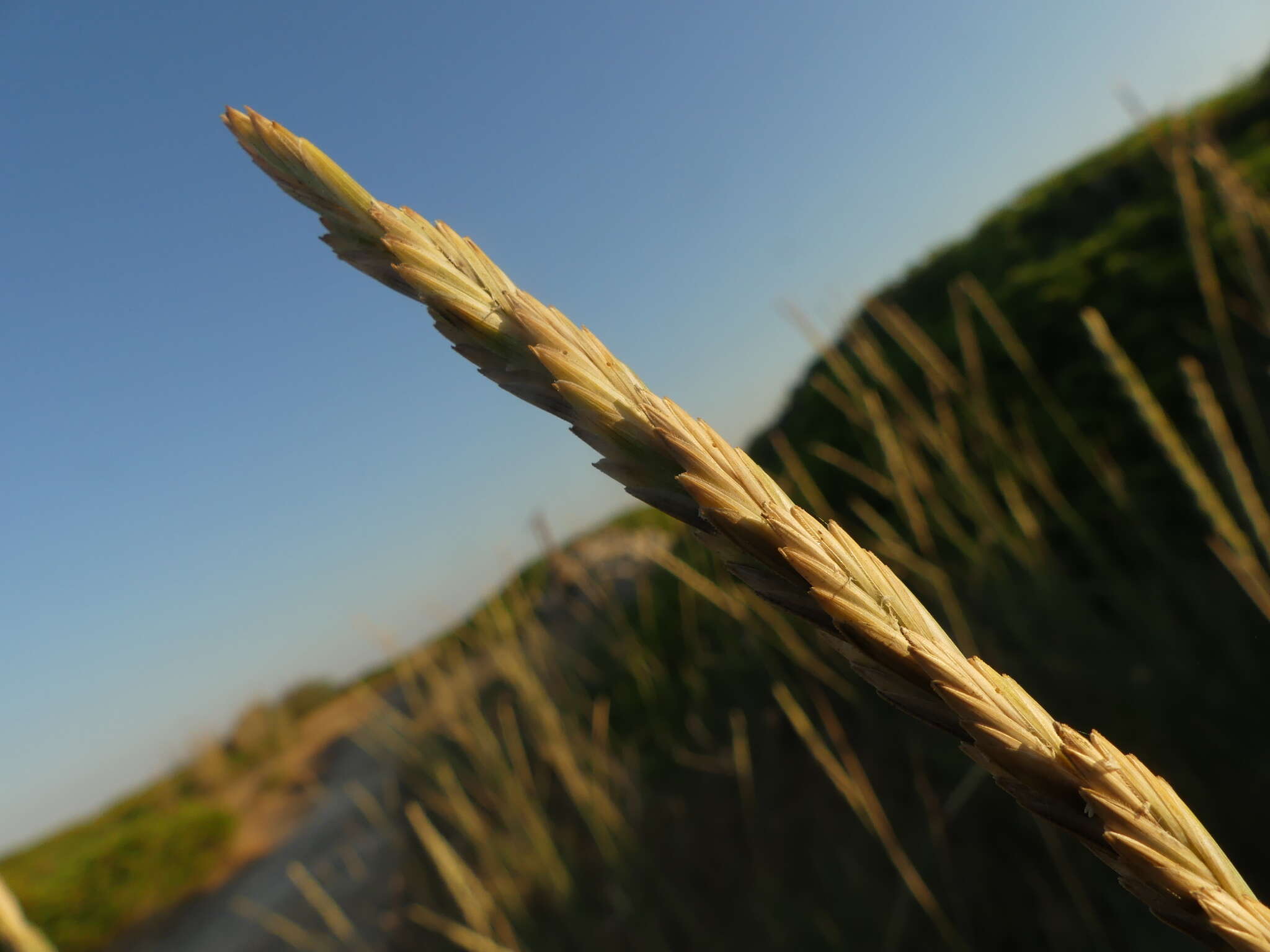 Image de Elymus athericus (Link) Kerguélen