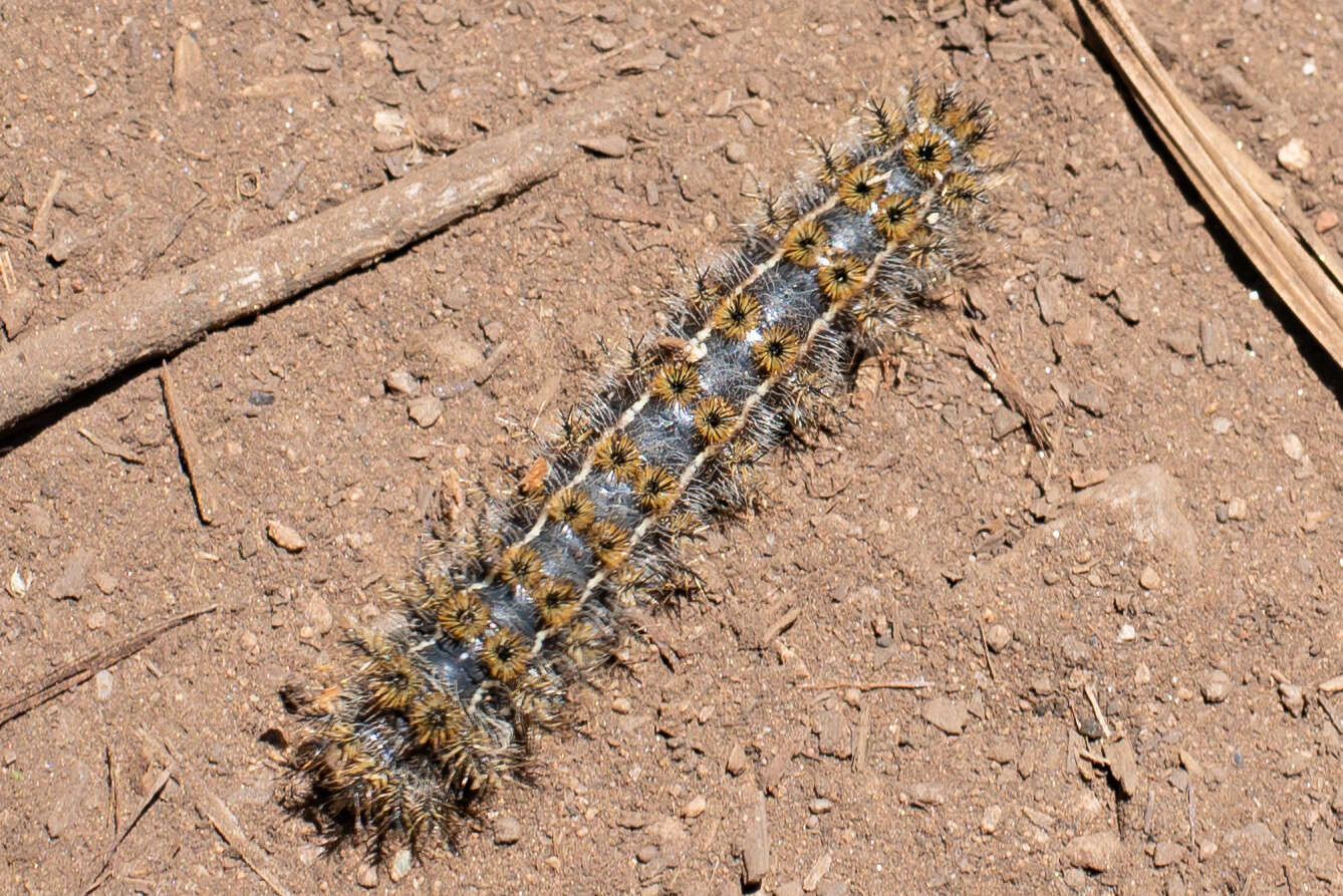 Image of Western Sheepmoth