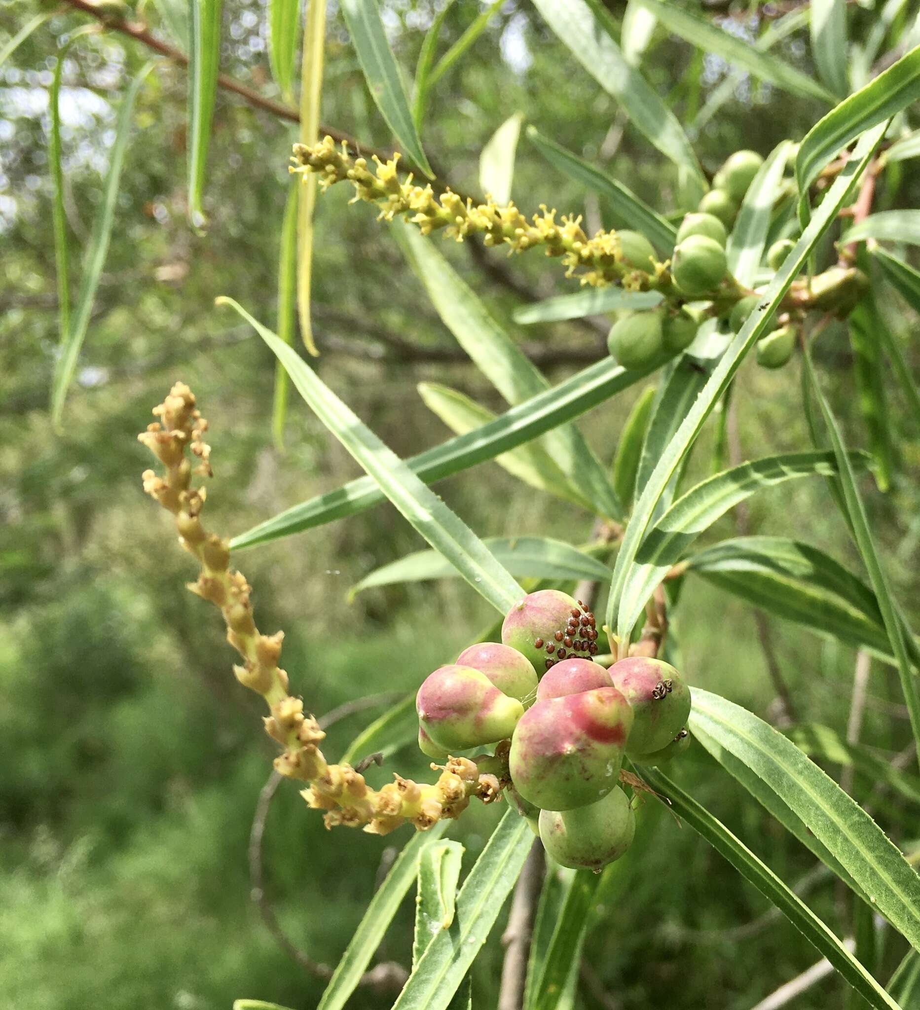 Image of Sapium haematospermum Müll. Arg.