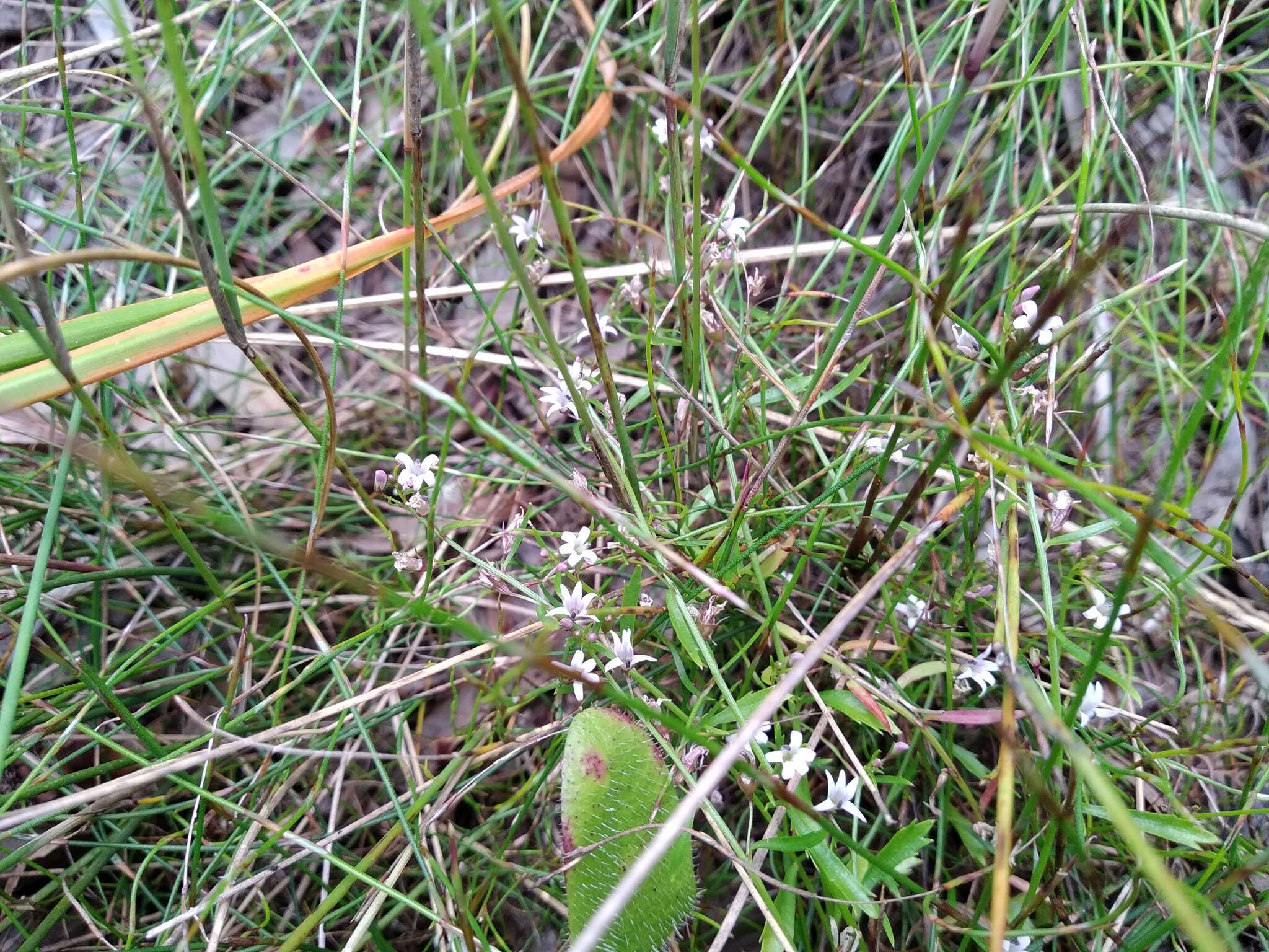 صورة Lobelia filicaulis (C. Presl) Schönland