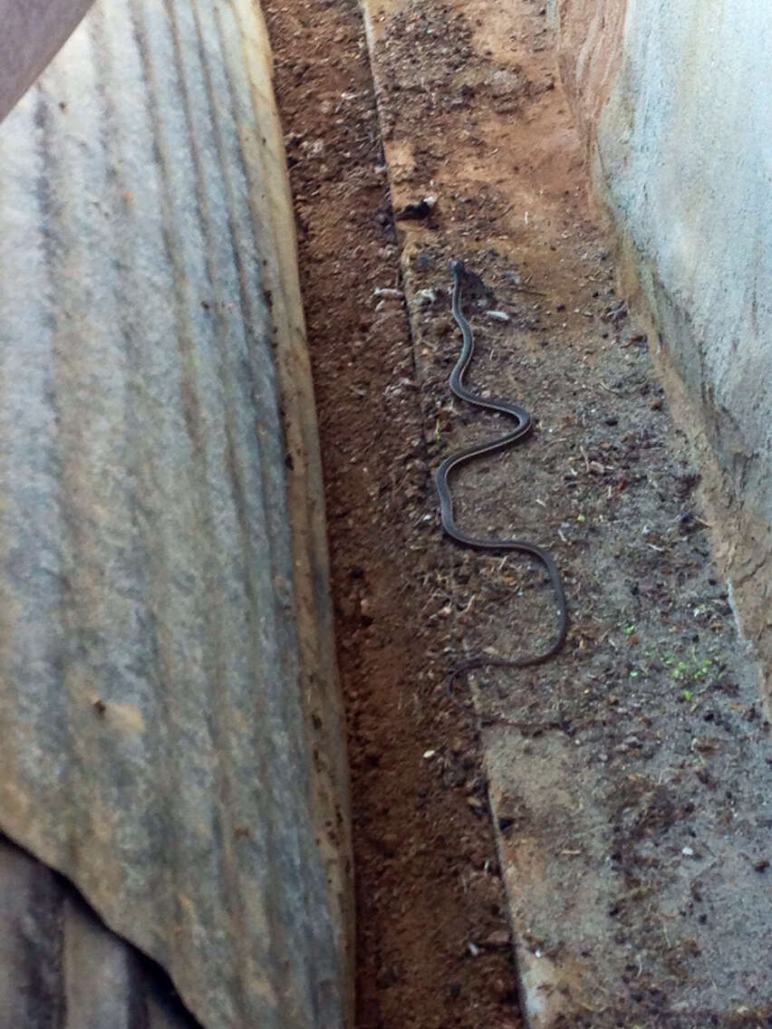 Image of California whipsnake